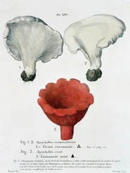Halbtrichter und zonierter Trichter in Jean Jacques Paulet „Traité des champignons“, Ende des 18. Jahrhunderts