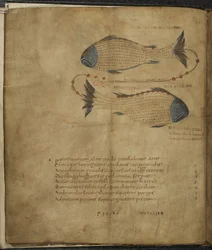 Illustration des Sternbildes Fische, aus 