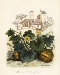 Honfleur-Melone, Cucumis melo