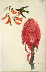 Kolibri (Trochilidae) und Ananas (Ananas comosus) von Lejeune