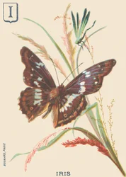 I: Iris (Apatura iris oder Großer Schillerfalter)