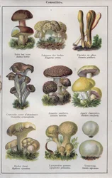 Illustration für "traité de médecine et d