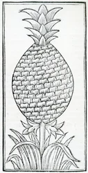 Illustration aus 