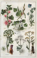 Illustration aus "Mein Doktor - Abhandlung über Medizin und Hygiene" von Dr. H.M. Menier, ca. 1907