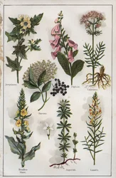 Illustration aus "Mon docteur - Traite de Medecine et d