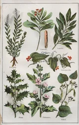 Illustration aus "mon docteur - traité de médecine et d