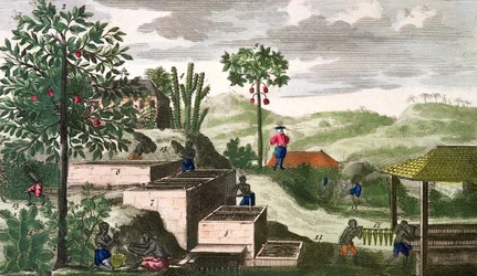 Indigopflanze, Illustration aus 