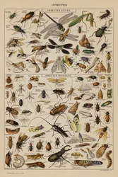 Insekten