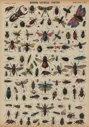 Insekten (Farbstich)