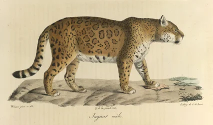 Männlicher Jaguar, aus Histoire Naturelle des Mammifères