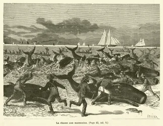 La chasse aux marsouins (Stich)