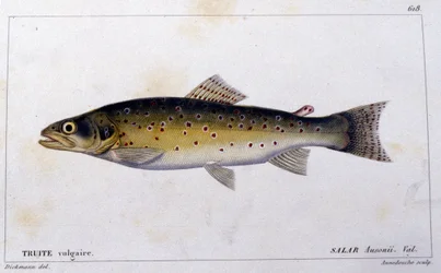 Die gemeine Forelle nach „Histoire naturelle des poissons“ von Cuvier, Valenciennes, Paris