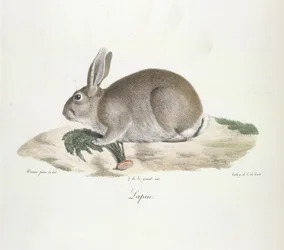 Lapin, Kaninchen, aus Histoire Naturelle des Mammifères (Farblithographie)