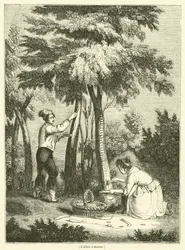 Der Manna-Baum (Gravur)