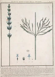 Lavendel Spike, Platte aus 