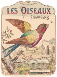 Les Oiseaux Étrangers: Albumcover. Charbonnière mesange., Ende 19. Jahrhundert