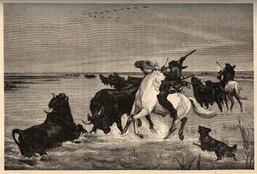 Die Ochsen (Rinderrasse) der Camargue nach dem Gemälde von Vayson - Gravur in PATRIE - Gravur in PATILE - Beschreibung der malerischen Frankreichs in 6 Bänden von Lucien Huard - Ende des 19. Jahrhunderts
