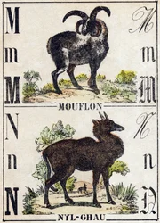 Buchstabe M Mouflon; N Nyl-ghau (Nyl ghau). Gravur in „Alphabet der wilden Tiere“. 9. Serie. Bildsprache von Epinal, Pellerin, Drucker-Verleger, um 1870. Holzschnitte, schabloniert. 16 Seiten. Private Sammlung