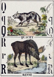 Buchstabe Q Quachy (südamerikanischer Löwenhund); R Rentier. Gravur in "Alphabet der wilden Tiere". 9. Serie. Bildersammlung von Epinal, Pellerin, Drucker-Verleger, um 1870
