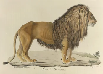 Barbarischer Löwe, aus 