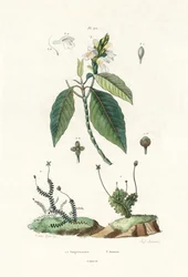 Lebermoos