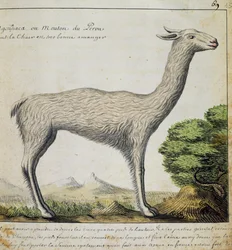 Lama, Peru, aus dem Logbuch von Jacques Gouin de Beauchesne