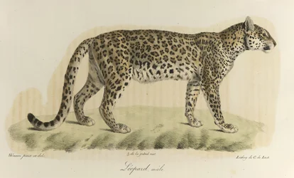 Leopard, Männchen, aus Histoire Naturelle des Mammifères