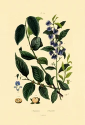 Lotuspflaume