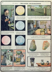 Louis Pasteur (1822-95) und bakterielle Krankheiten, aus Les Sciences Physiques et Naturelles, Paris, 1908