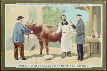Louis Pasteur (1822-95) bei der Untersuchung von Milzbrand, Werbekarte der Chocolaterie d