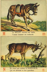 M wie Maultier und N wie Nangueur