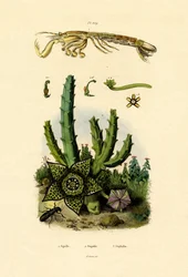 Fangschreckenkrebs