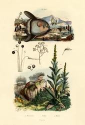 Schimmel