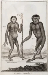 Affen Jocko und Gibbon
