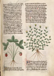 Ms Est 28 M 5.9 fol.75r Erdbeerpflanze, aus 