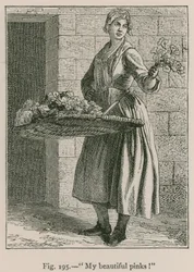 Meine schönen Nelken!