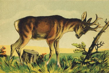 N Nangueur (vulgärer Name der Lama-Antilope)