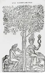 Nana fuit, Heilpflanze, Illustration aus Singularitäten von Frankreich Antarctique, von Andre de Thevet, 1558