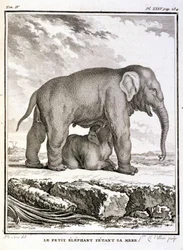 Naturgeschichtstafel: Der kleine Elefant neckt ihre Mutter - in „Naturgeschichte, allgemein und besonders“ von Buffon