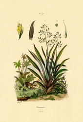 Neuseeländischer Flachs