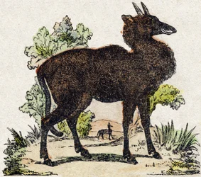 Nyl-ghau (Nyl ghau, indisches Tier). Gravur in "Alphabet des animaux sauvages". 9. Serie. Bildersammlung von Epinal, Pellerin, Drucker-Verleger, um 1870. Holzschnitte, schabloniert. 16 Seiten. Dim: 20 x 15 cm. Private Sammlung
