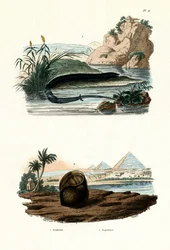 Einzehiger Amphiuma, 1833-39