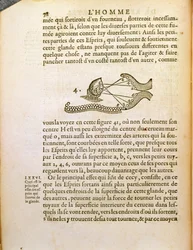 Optisches Diagramm, aus De Homine Figuris von René Descartes, veröffentlicht in Den Haag, 1662