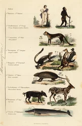 Ordnungen der Säugetiere