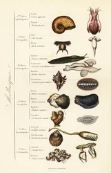 Ordnungen der Mollusken