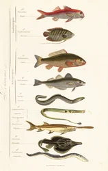 Ordnungen der Fische