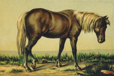 P als Fohlen