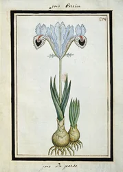 Persische Iris, ca. 1700