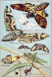 Tafel 1: Totenkopf-Sphinx, Hopfenfalter, Sphinx Neri, Ino, Goldgrün, Aurora, Heuschrecke, Marienkäfer. Gravur in "Syllabary alphabet of butterflies and insects". Serie A. Pellerin et Cie, Drucker-Verleger, Epinal, Ende des 19. Jahrhunderts. Chromolithograp
