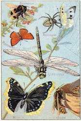 Tafel 3: Hummel, Spinne, Goldruten-Polyommate, Libelle, Trauermantel, Hornisse. Gravur in "Syllabary alphabet of butterflies and insects". Serie A. Pellerin et Cie, Drucker-Verleger, Epinal, Ende des 19. Jahrhunderts.